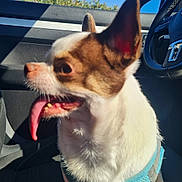 Booba a rejoint le concours — aidez-le/la à gagner de superbes lots ! dog, small_dog, chihuahua, car_interior, blue_harness, tongue_out, sunlight, seat, seatbelt_buckle, steering_wheel, window, outdoor, daytime, shadow, pet, animal, fur, ears, mouth, nose