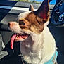 dog, small_dog, chihuahua, car_interior, blue_harness, tongue_out, sunlight, seat, seatbelt_buckle, steering_wheel, window, outdoor, daytime, shadow, pet, animal, fur, ears, mouth, nose