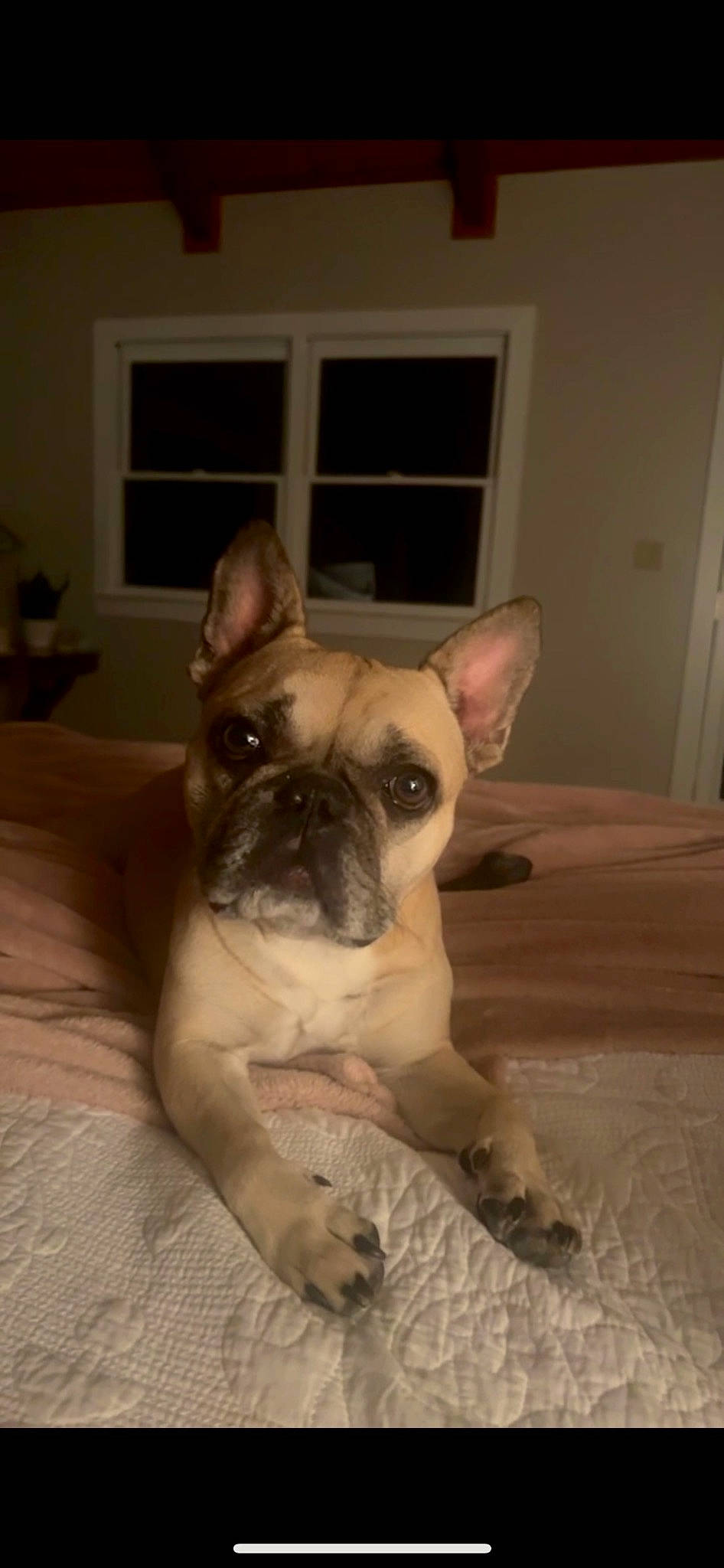 Henley is registered to the contest to win money with this photo: bulldog, canidae, carnivore, comfort, companion_dog, dog, dog_breed, door, ear, eye, fawn, french_bulldog, snout, sporting_group, terrestrial_animal, toy_dog, whiskers, window, working_animal, wrinkle