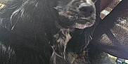 Clair is registered to the contest to win money with this photo: dog, black_dog, pet, indoor, blanket, cushion, fur, long_hair, window_blinds, looking_away, close_up, cozy, soft_light, domestic, animal, mammal, companion, curly_fur, indoors, resting