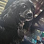 dog, black_dog, pet, indoor, blanket, cushion, fur, long_hair, window_blinds, looking_away, close_up, cozy, soft_light, domestic, animal, mammal, companion, curly_fur, indoors, resting