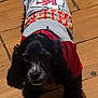 dog, black_dog, clothing, shirt, indoor, wooden_floor, pet, canine, curious, looking_up, small_dog, fur, ears, animal, flooring, casual, domestic, companion, cute, Kansas_city_chiefs