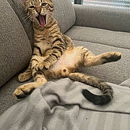 Tiger participe au concours pour gagner de l'argent avec cette photo : tabby_cat, cat, pet, feline, yawning, couch, gray_couch, indoor, relaxed, paw, tail, striped, playful, domestic_cat, animal, whiskers, fur, cozy, blanket, window