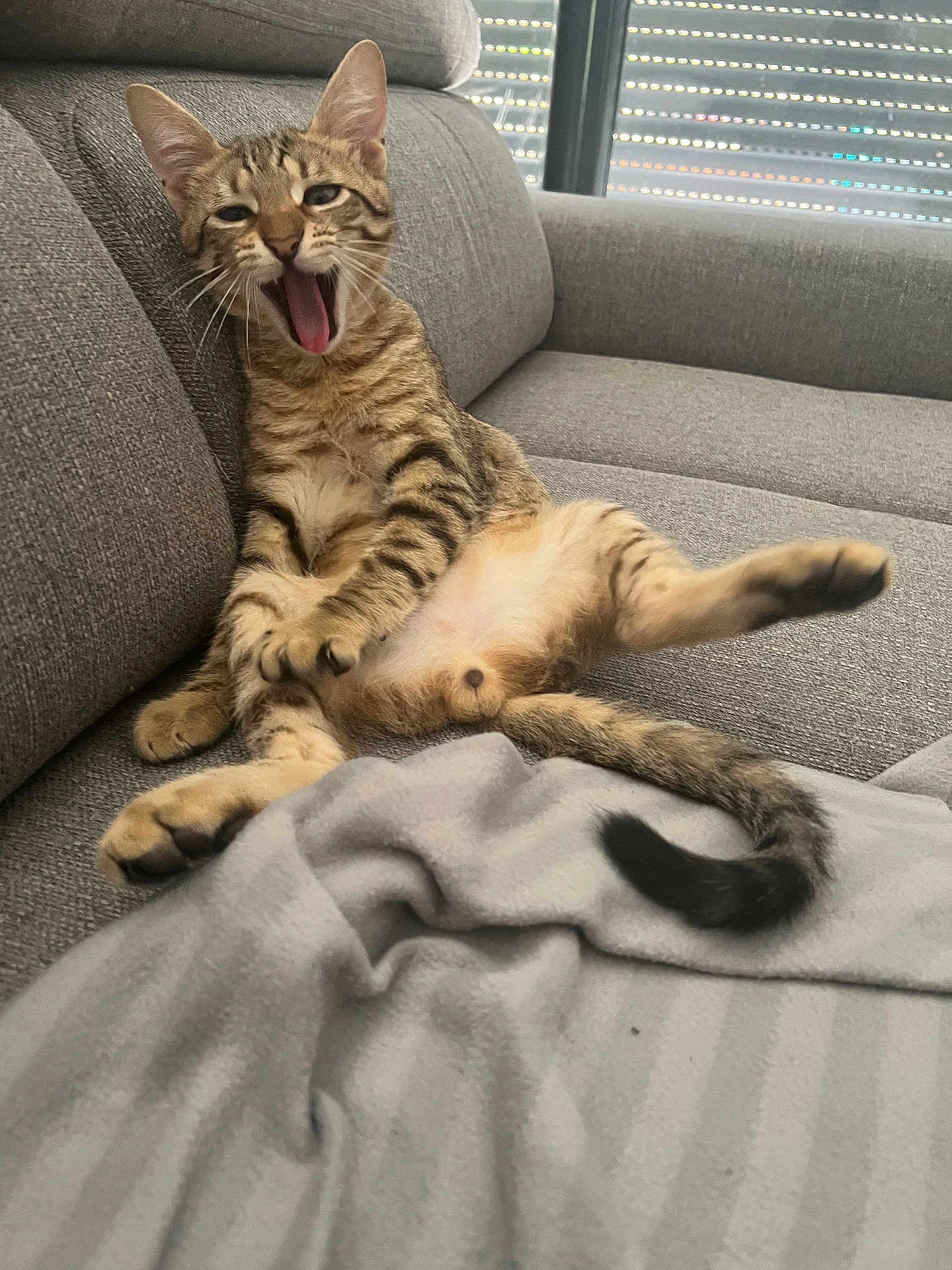 Tiger participe au concours pour gagner de l'argent avec cette photo : tabby_cat, cat, pet, feline, yawning, couch, gray_couch, indoor, relaxed, paw, tail, striped, playful, domestic_cat, animal, whiskers, fur, cozy, blanket, window
