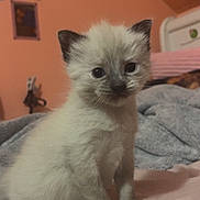 Lily is registered to the contest to win money with this photo: kitten, cat, siamese, pet, animal, cute, furry, indoor, bed, blanket, soft, young, sitting, whiskers, ears, paws, domestic, feline, curious, cozy