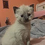 kitten, cat, siamese, pet, animal, cute, furry, indoor, bed, blanket, soft, young, sitting, whiskers, ears, paws, domestic, feline, curious, cozy