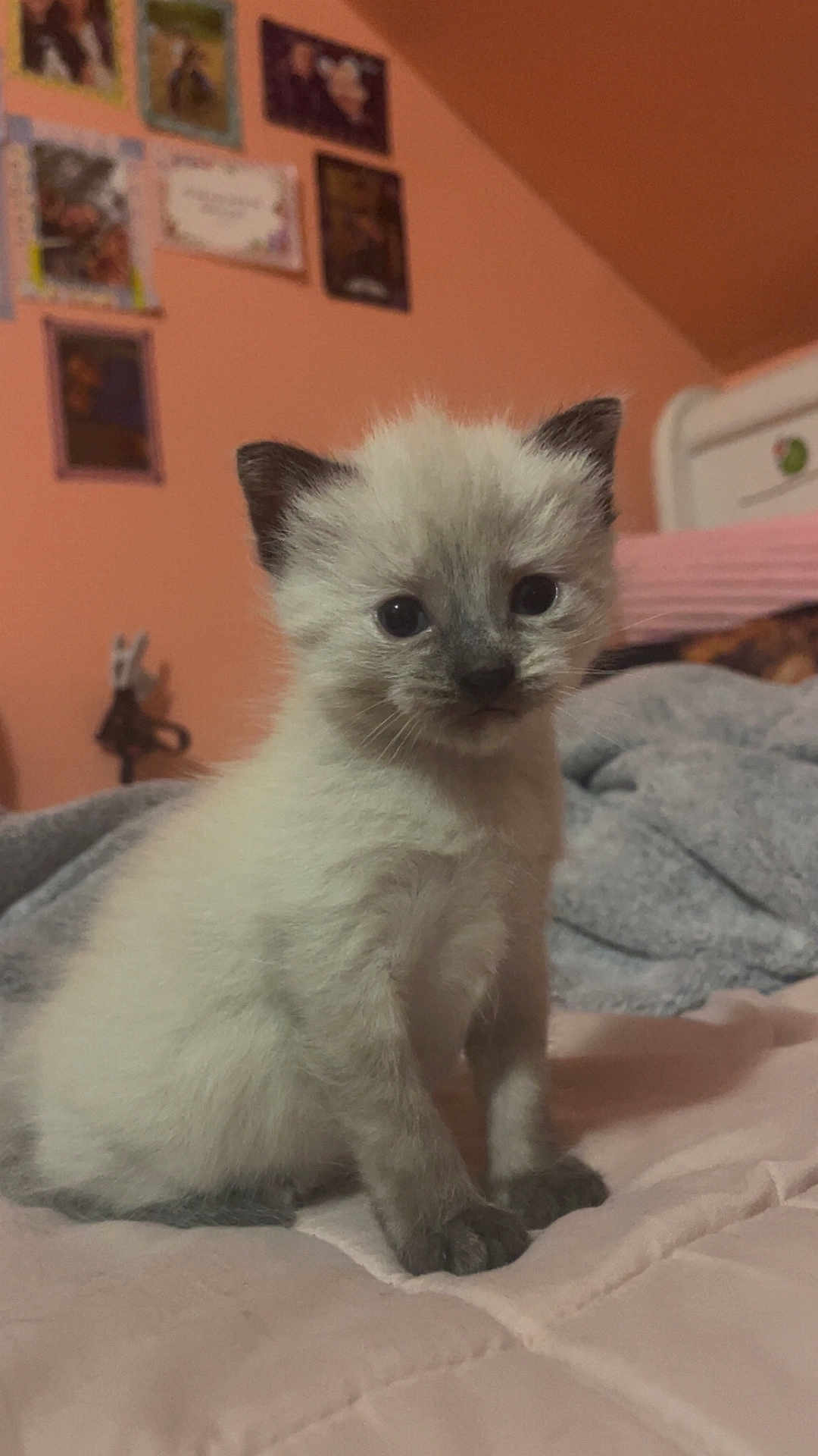 Lily is registered to the contest to win money with this photo: kitten, cat, siamese, pet, animal, cute, furry, indoor, bed, blanket, soft, young, sitting, whiskers, ears, paws, domestic, feline, curious, cozy