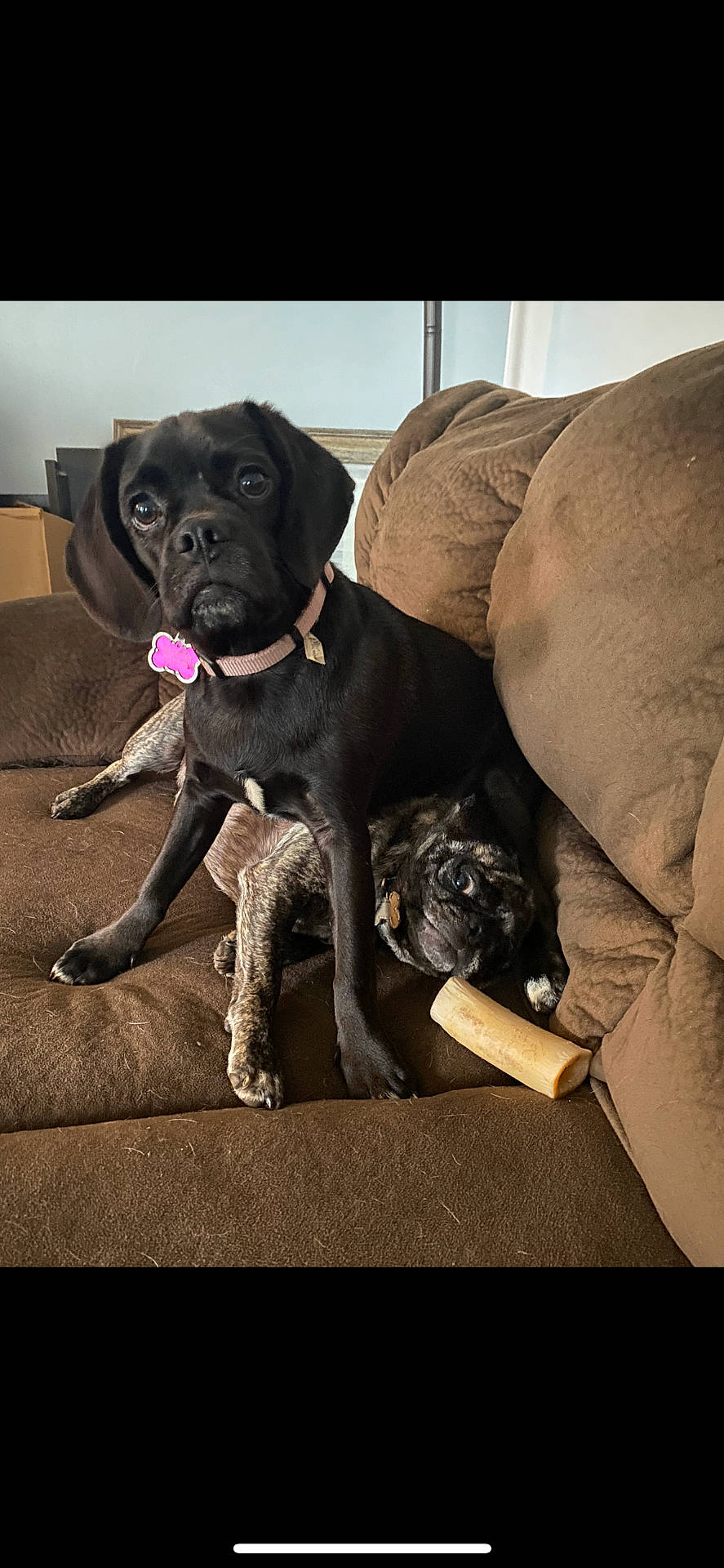 Madison And Frank joined the competition — help win amazing prizes! animal, architecture, armchair, box, building, bulldog, canine, chair, couch, cushion, dog, furniture, homedecor, hound, indoors, labradorretriever, pet, pointer, pug, puppy