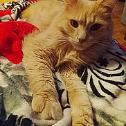 Symba participe au concours pour gagner de l'argent avec cette photo : animal, bed, blanket, cat, closeup, ears, eyes, fluffy, furry, ginger_cat, home, indoor, lying_down, patterned_fabric, paws, pet, portrait, relaxed, stretched, whiskers