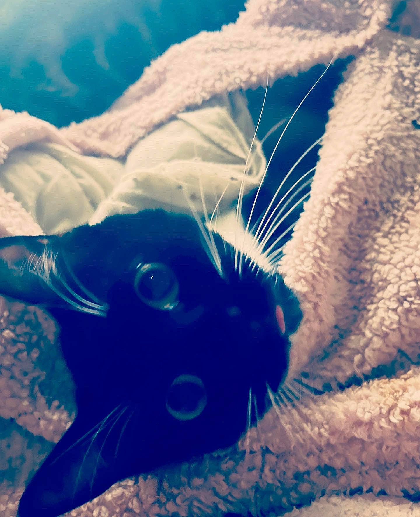 Phoebe Buffay is registered to the contest to win money with this photo: azure, black_cat, carnivore, cat, claw, cloud, comfort, domestic_short_haired_cat, electric_blue, felidae, fur, grass, meteorological_phenomenon, paw, sky, small_to_medium_sized_cats, snout, tail, whiskers, winter