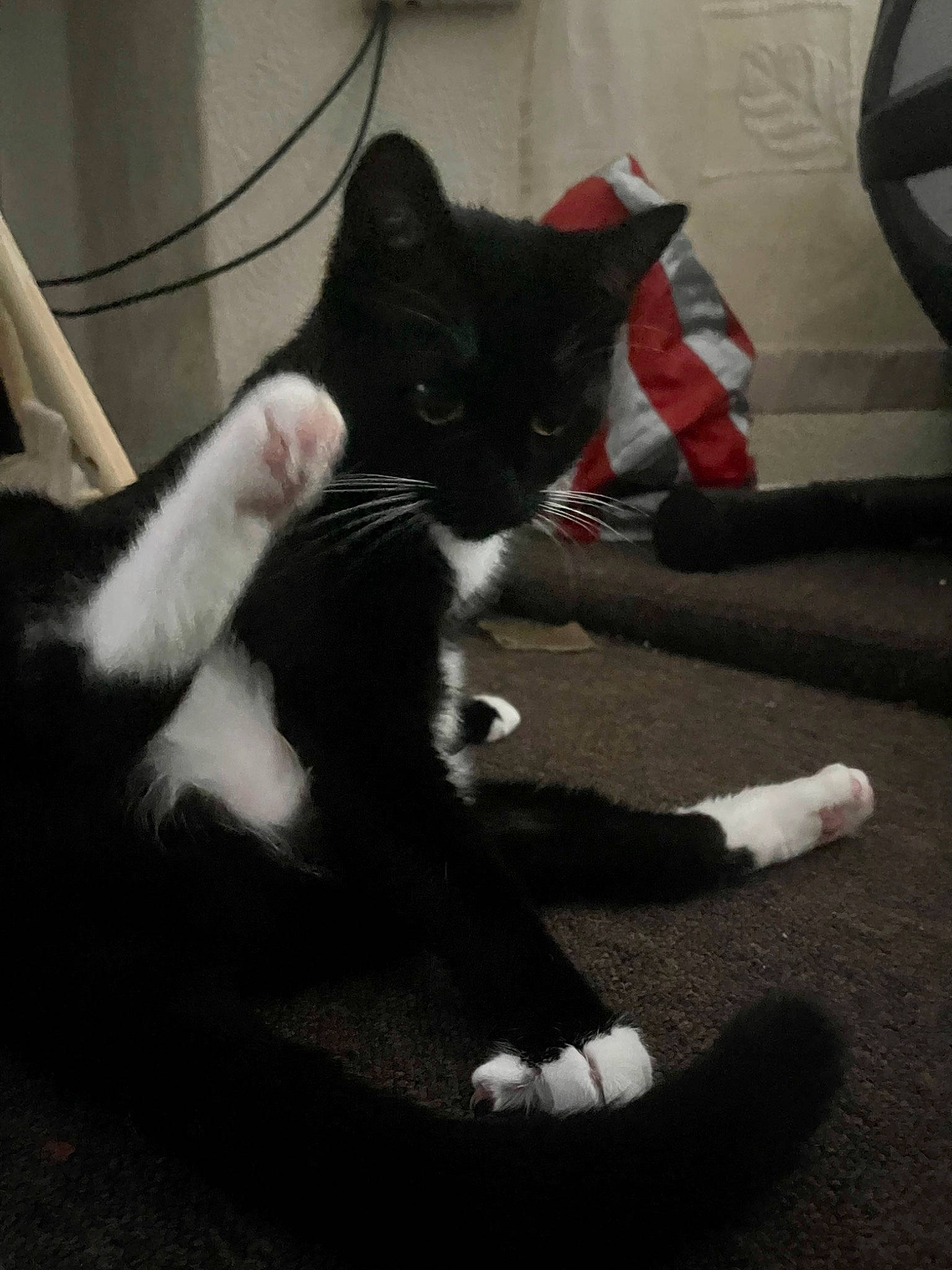 Phoebe Buffay is registered to the contest to win money with this photo: black_cat, canidae, carnivore, cat, claw, comfort, domestic_short_haired_cat, felidae, floor, flooring, foot, fur, human_leg, mammal, paw, room, small_to_medium_sized_cats, snout, tail, whiskers