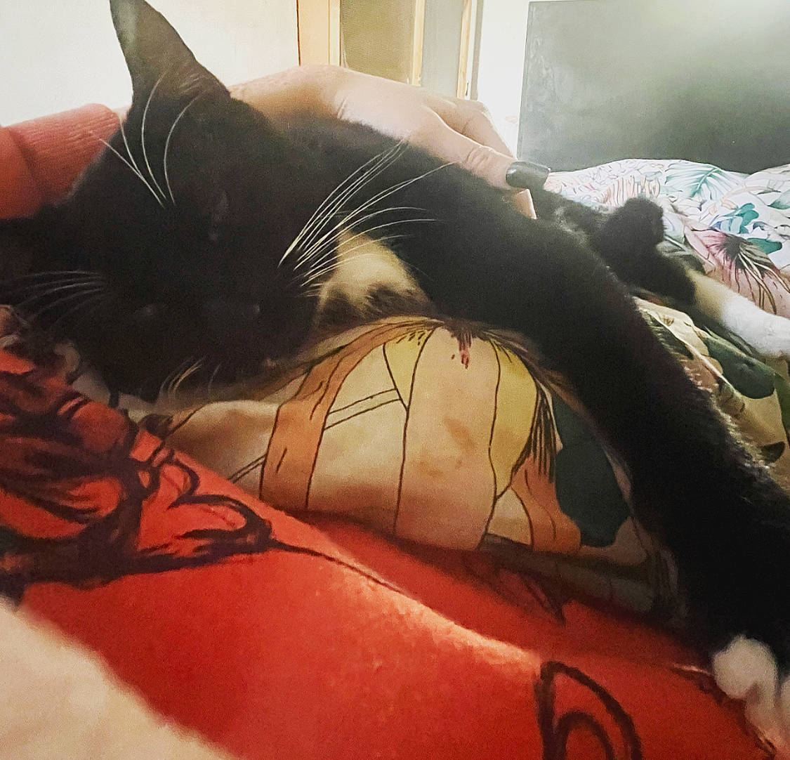 Phoebe Buffay joined the competition — help win amazing prizes! carnivore, cat, comfort, couch, electronic_device, eyebrow, eyelash, felidae, finger, hand, human_leg, leg, linens, selfie, small_to_medium_sized_cats, snout, textile, thigh, tints_and_shades, whiskers