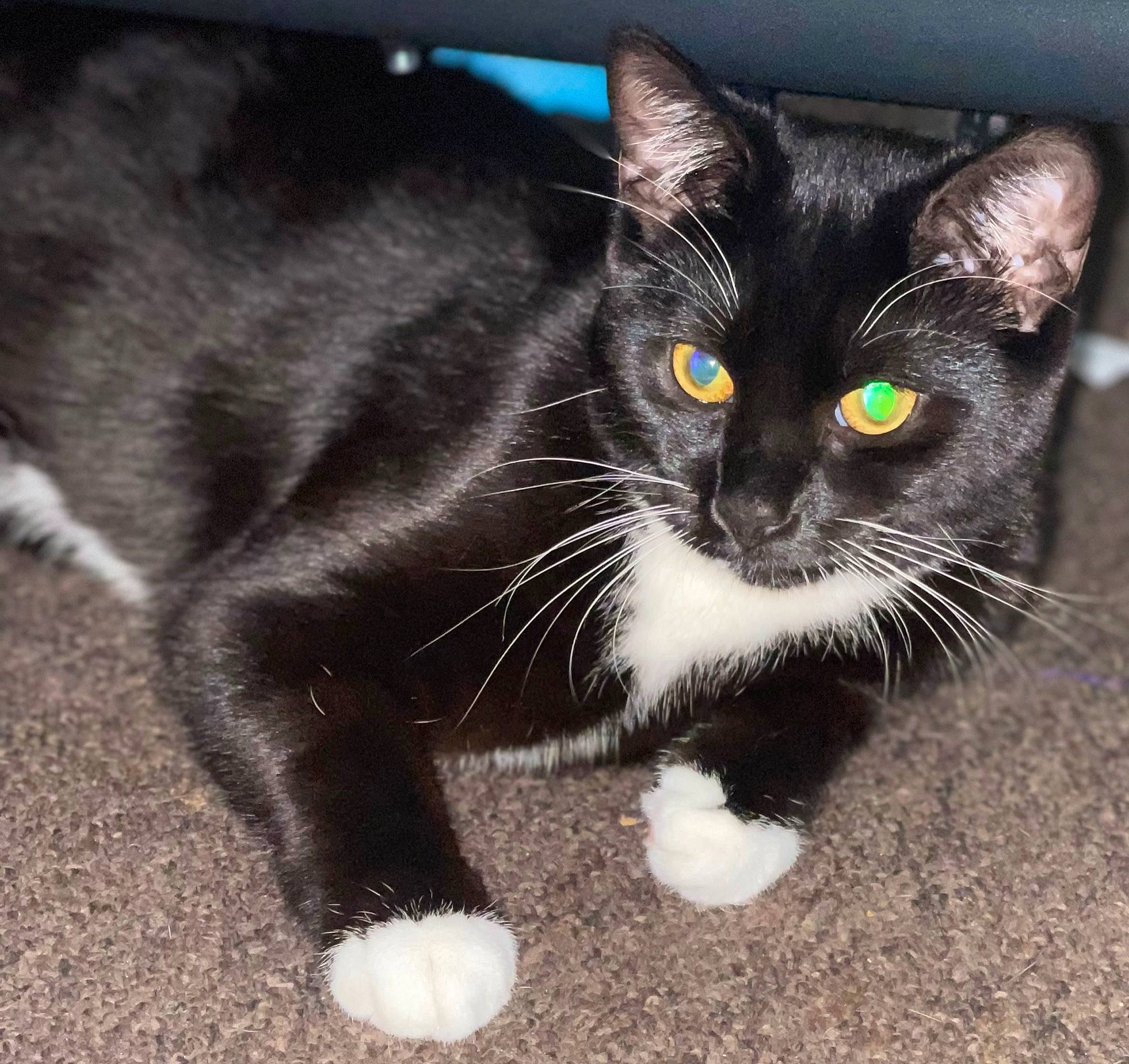 Phoebe Buffay is registered to the contest to win money with this photo: asphalt, black_cat, carnivore, cat, claw, domestic_short_haired_cat, door_mat, felidae, foot, fur, grass, iris, paw, photo_caption, small_to_medium_sized_cats, snout, tail, terrestrial_animal, whiskers, window