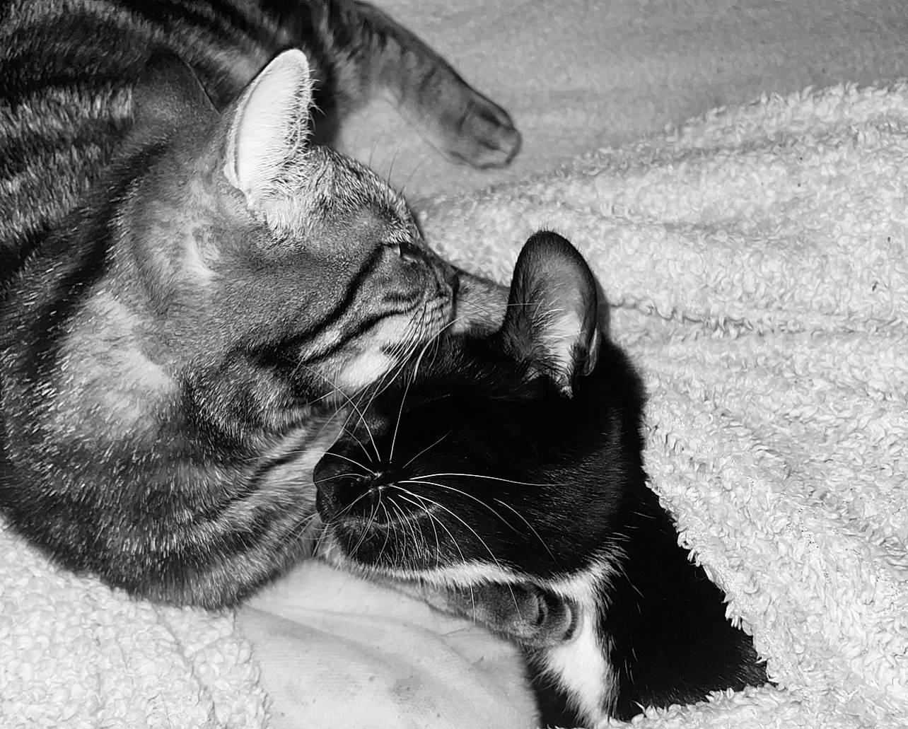 Phoebe And Kovu is registered to the contest to win money with this photo: black, black_and_white, carnivore, cat, close_up, comfort, domestic_short_haired_cat, ear, felidae, fur, gesture, grey, monochrome, monochrome_photography, paw, small_to_medium_sized_cats, snout, style, whiskers, white