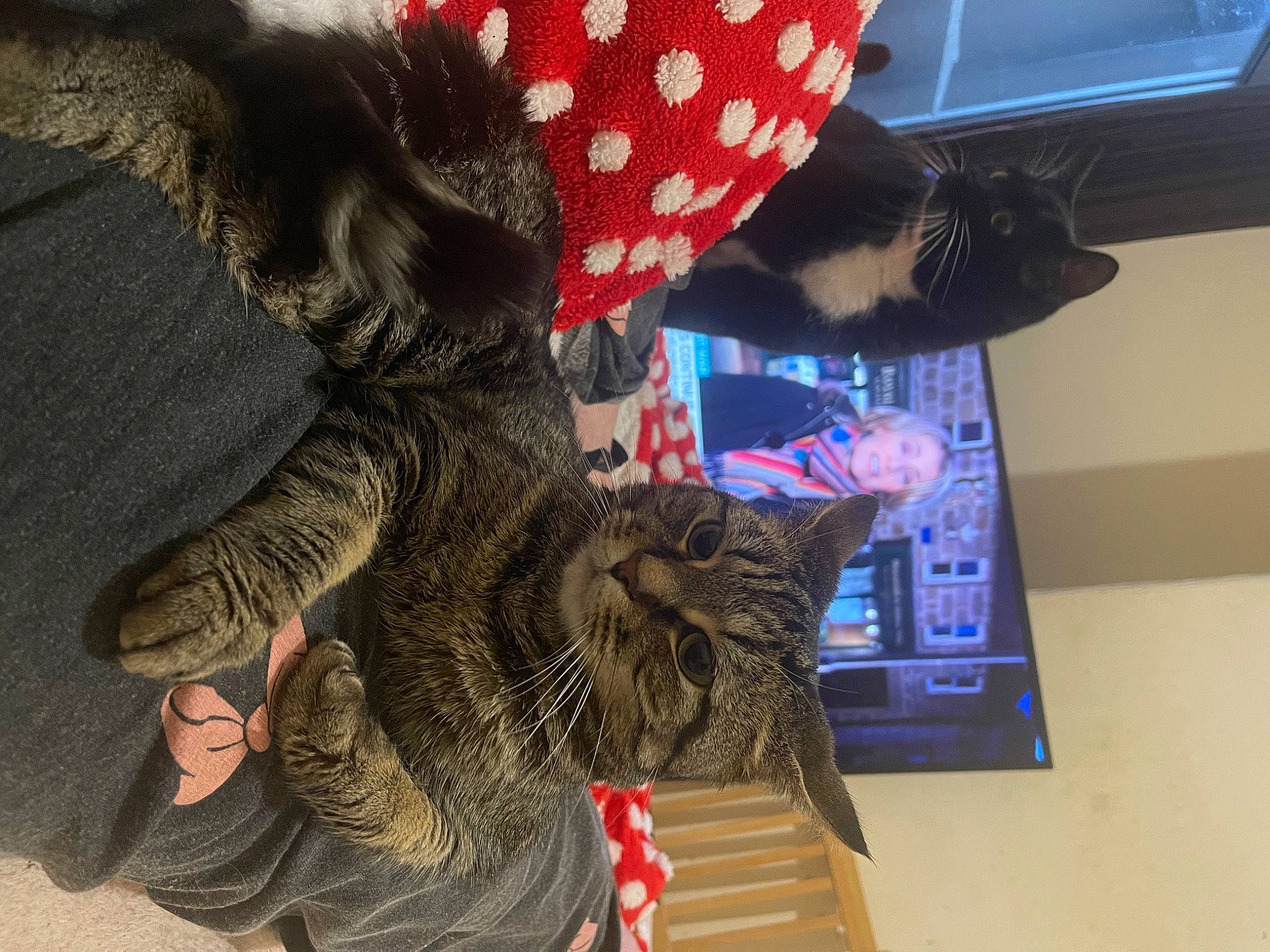 Phoebe And Kovu joined the competition — help win amazing prizes! carnivore, cat, comfort, domestic_short_haired_cat, ear, felidae, fur, gesture, human_leg, lap, leg, long_hair, mammal, pattern, plant, small_to_medium_sized_cats, tail, tartan, tree, whiskers
