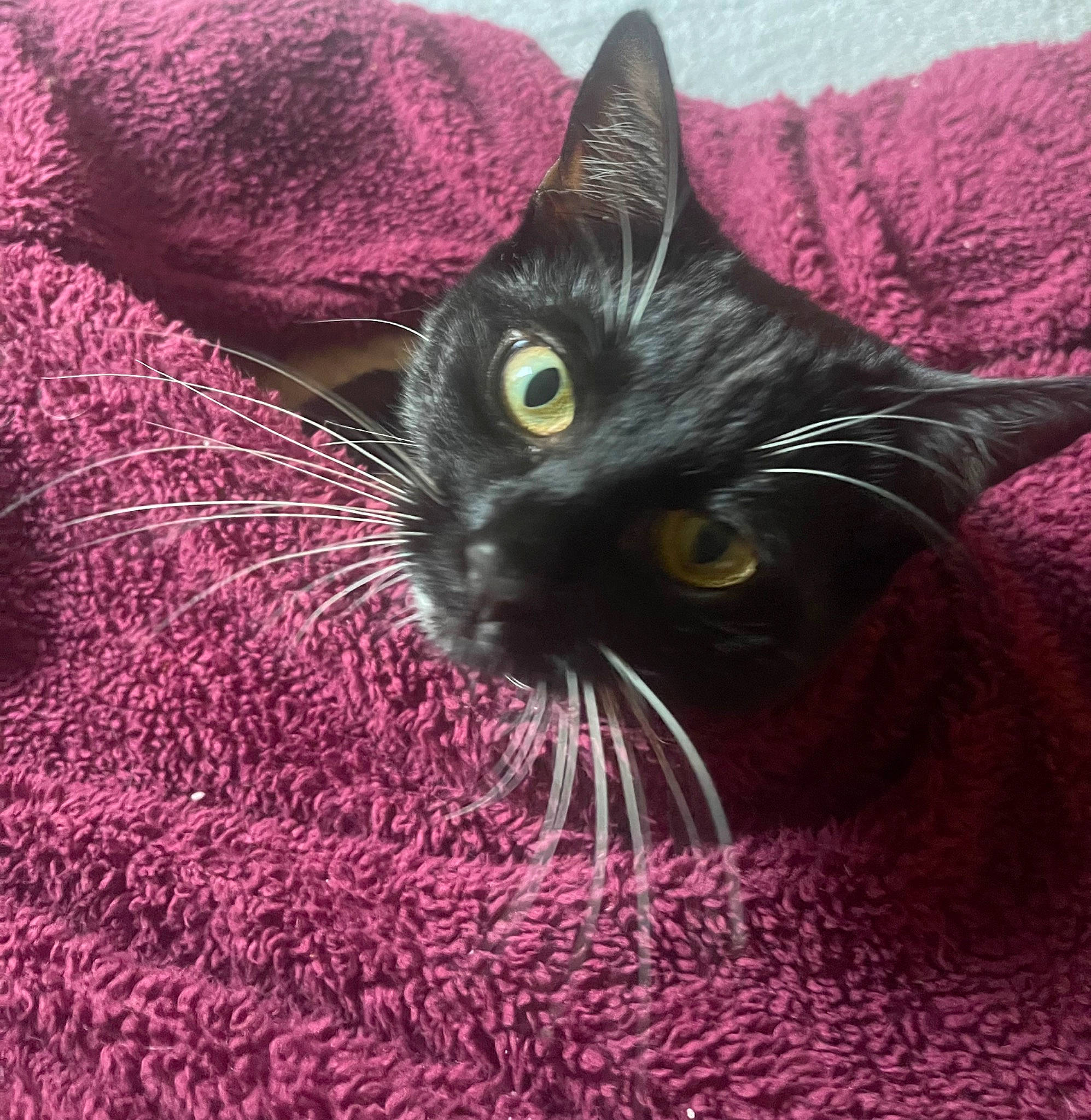 Phoebe And Kovu joined the competition — help win amazing prizes! art, black_cat, bombay, carnivore, cat, comfort, domestic_short_haired_cat, felidae, fur, grass, magenta, pattern, plant, small_to_medium_sized_cats, snout, whiskers, wool, woolen, woven_fabric