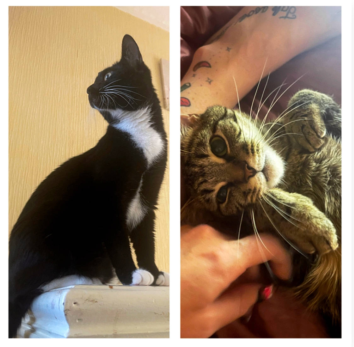 Phoebe And Kovu is registered to the contest to win money with this photo: carnivore, cat, comfort, domestic_short_haired_cat, felidae, foot, fur, gesture, hand, happy, love, paw, photo_caption, rectangle, selfie, small_to_medium_sized_cats, snapshot, snout, stock_photography, whiskers