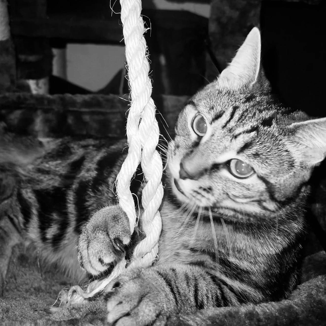 Kovu is registered to the contest to win money with this photo: black_and_white, carnivore, cat, domestic_short_haired_cat, felidae, fur, grass, monochrome, monochrome_photography, organism, paw, sitting, small_to_medium_sized_cats, snout, style, tail, terrestrial_animal, tree, whiskers, wildlife