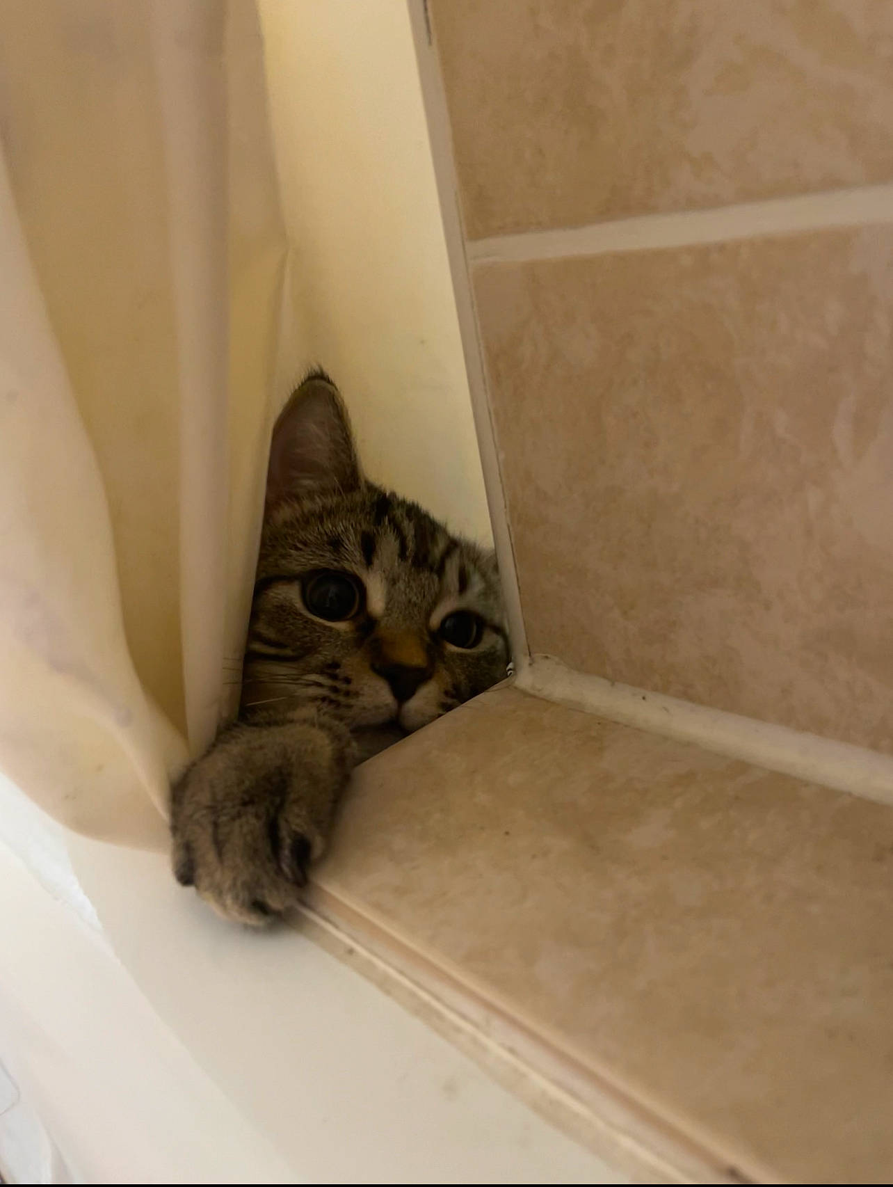 Kovu joined the competition — help win amazing prizes! carnivore, cat, ceiling, comfort, curtain, domestic_short_haired_cat, felidae, flooring, fur, hardwood, room, small_to_medium_sized_cats, snout, tail, whiskers, wood