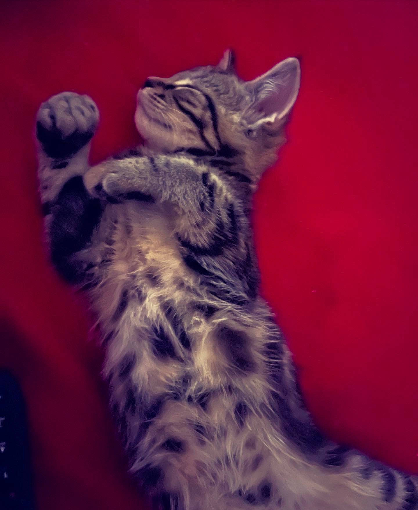 Kovu is registered to the contest to win money with this photo: black_cat, canidae, carnivore, cat, domestic_short_haired_cat, electric_blue, fawn, felidae, fur, gesture, head, human_leg, paw, sky, small_to_medium_sized_cats, snout, tail, toy, whiskers, window