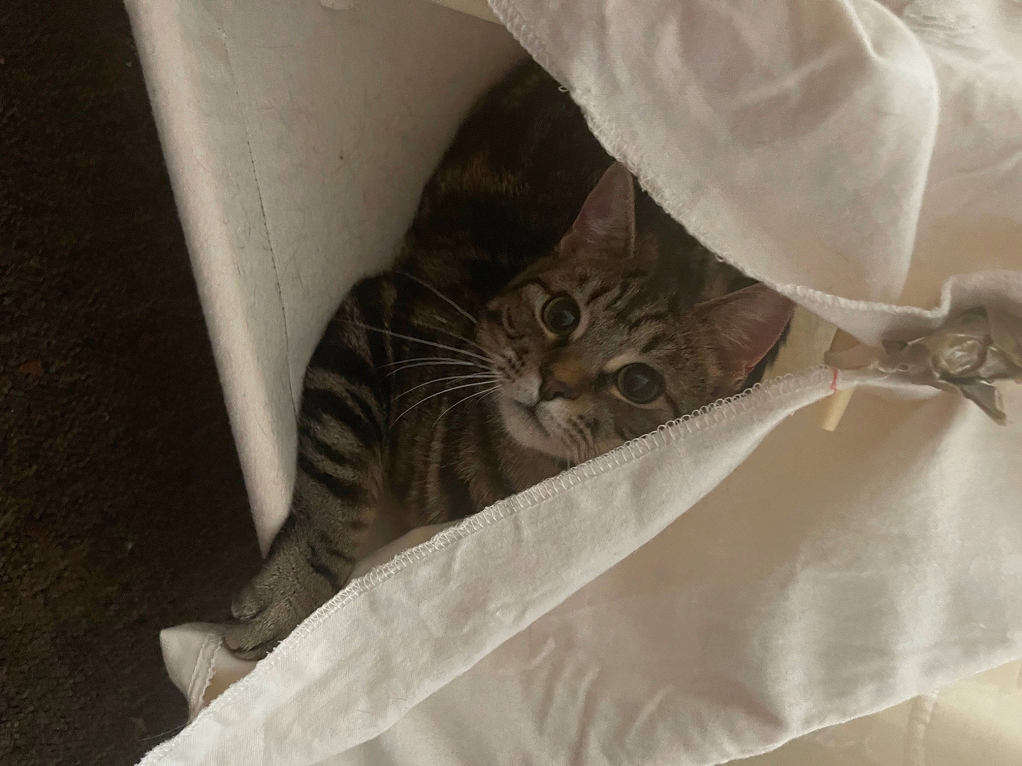 Kovu joined the competition — help win amazing prizes! bed, carnivore, cat, chair, comfort, couch, domestic_short_haired_cat, door, felidae, fur, grey, linens, nap, paper_product, sleeve, small_to_medium_sized_cats, tail, whiskers, window