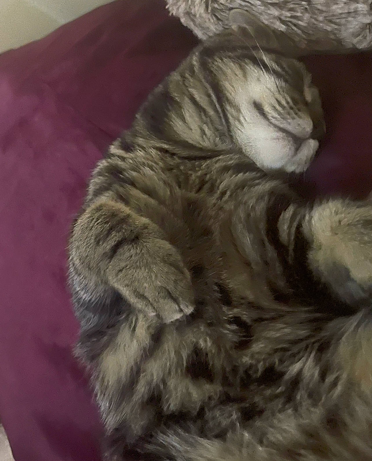 Kovu is registered to the contest to win money with this photo: art, carnivore, cat, claw, comfort, felidae, fur, grey, magenta, paw, sculpture, small_to_medium_sized_cats, snout, tail, thread, whiskers, wool, wrinkle