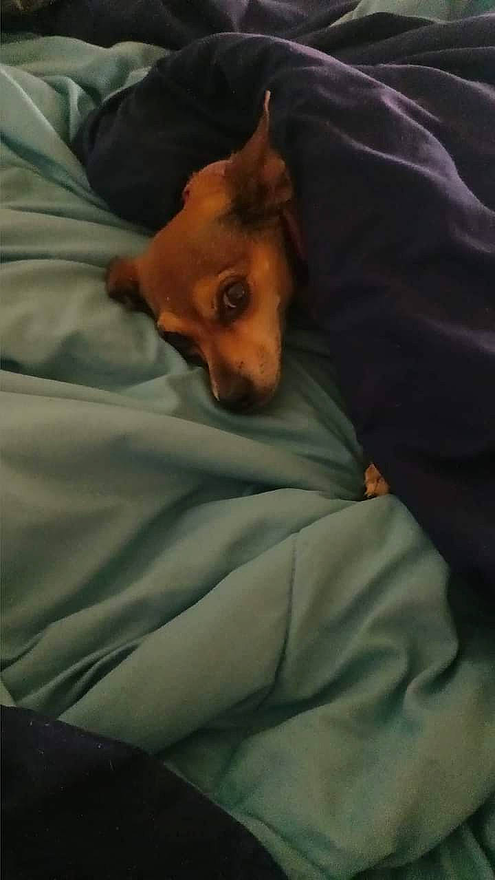 Hershey is registered to the contest to win money with this photo: bed, bedding, blanket, canidae, carnivore, comfort, companion_dog, dog, dog_breed, duvet, fawn, linens, nap, snout, sporting_group, terrestrial_animal, toy_dog, whiskers