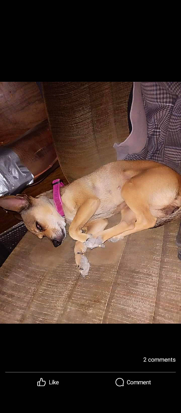 Hershey joined the competition — help win amazing prizes! canidae, carnivore, companion_dog, dog, dog_breed, fawn, flooring, fur, hardwood, human_leg, non_sporting_group, paw, snout, sporting_group, street_dog, tail, thigh, toy_dog, wood, working_animal