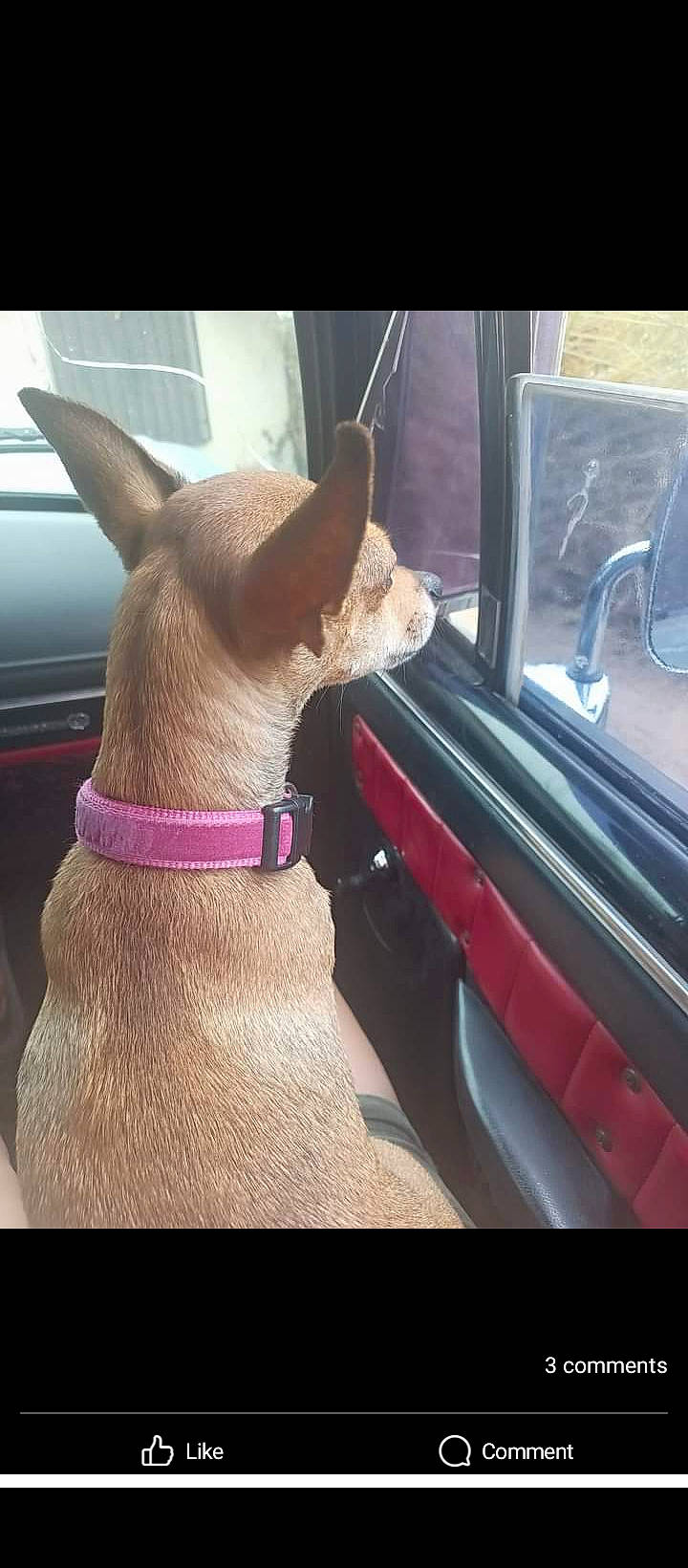 Hershey joined the competition — help win amazing prizes! automotive_exterior, canidae, carnivore, collar, comfort, companion_dog, dog, dog_breed, dog_collar, ear, fawn, foot, human_leg, snout, tail, tints_and_shades, vehicle_door, whiskers, window, working_animal