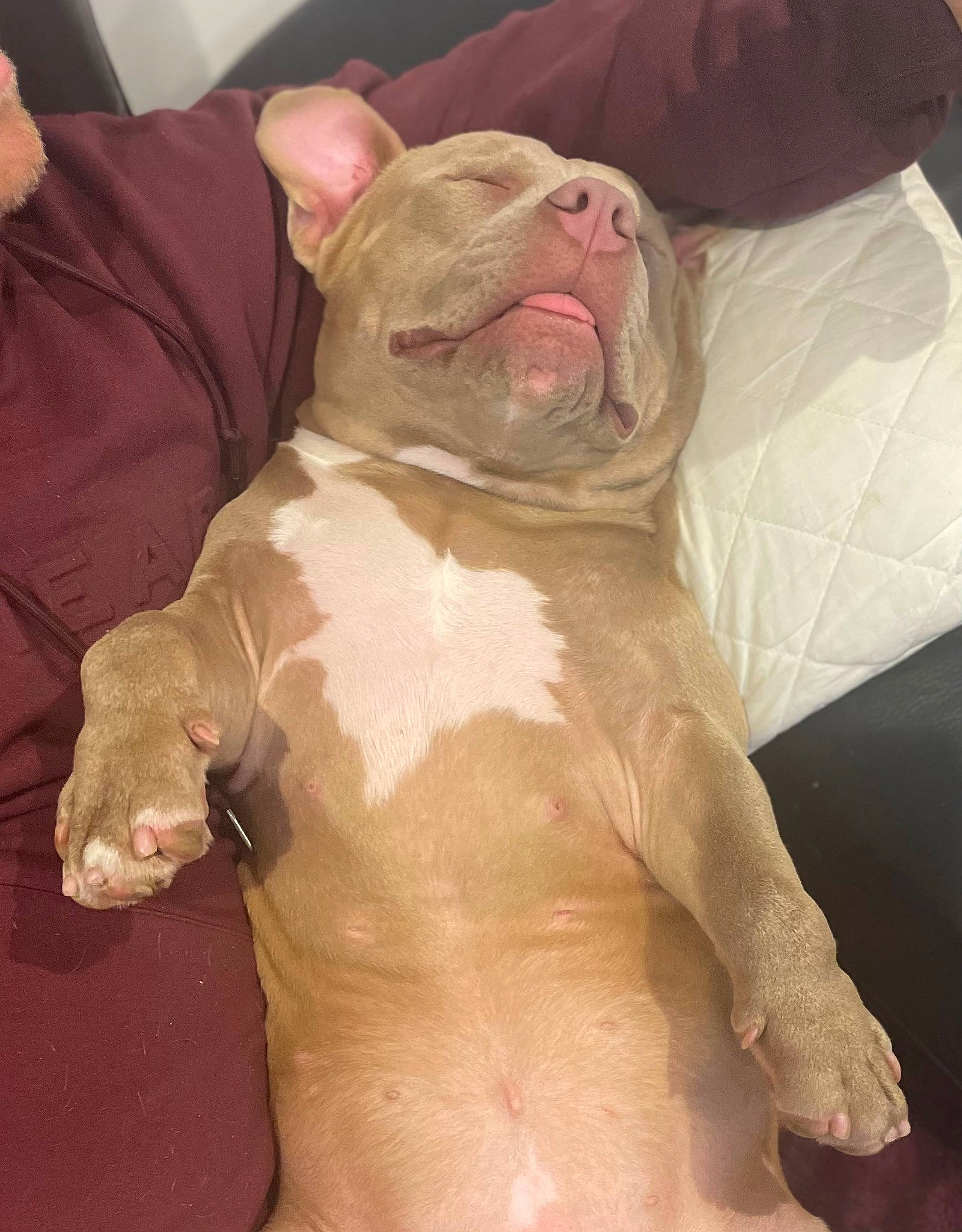 Midnight joined the competition — help win amazing prizes! bulldog, canidae, carnivore, comfort, companion_dog, dog, dog_breed, fawn, flesh, fur, liver, molosser, snout, sporting_group, terrestrial_animal, toy, toy_dog, whiskers, working_animal, wrinkle