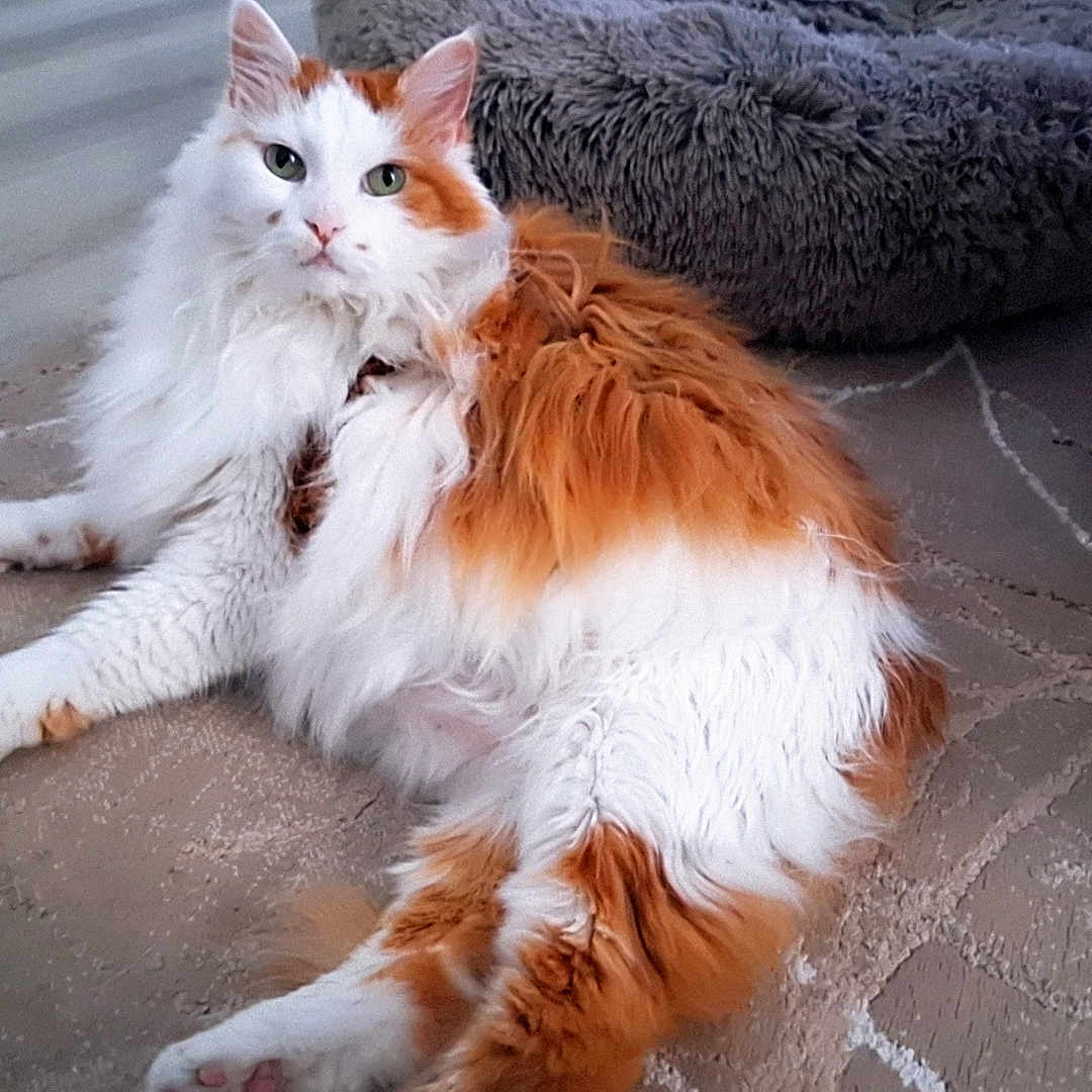 Loki