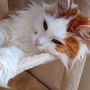 Loki a rejoint le concours — aidez-le/la à gagner de superbes lots ! cat, fluffy, white, orange, pet, feline, closeup, relaxed, sleepy, indoors, fur, whiskers, pink_nose, cat_tree, cozy, cute, animal, portrait, resting, soft