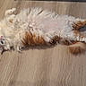 Loki a rejoint le concours — aidez-le/la à gagner de superbes lots ! cat, fluffy, orange_and_white, lying_down, belly_up, wooden_floor, pet, relaxed, domestic_animal, fur, cute, indoor, whiskers, tail, paws, animal, mammal, sleepy, playful, resting