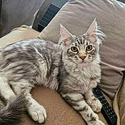 Willow participe au concours pour gagner de l'argent avec cette photo : animal, architecture, building, cat, chair, couch, cushion, electronics, furniture, homedecor, indoors, kitten, livingroom, person, pet, phone, pillow, remotecontrol, room, sleeping