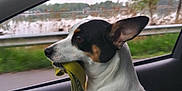 Bandit joined the competition — help win amazing prizes! dog, car_interior, window, leash, purple_harness, white_dog, black_and_brown_markings, side_view, sitting, looking_out, nature_outside, lake, trees, guardrail, road, pet, animal, domestic, canine, daytime