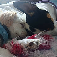 Bandit is registered to the contest to win money with this photo: dog, sleeping, snuggling, cozy, toy, paw, fur, bed, resting, cute, domestic_animal, closeup, animal, friendship, pet, companion, relaxation, indoors, comfort, nap