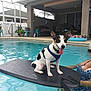 Bandit is registered to the contest to win money with this photo: dog, pool, water, floating_board, person, swimsuit, sunglasses, outdoor, pet, happy, summer, relaxation, backyard, chair, table, plant, sunshade, leash, tongue_out, ear_up