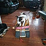 Bandit joined the competition — help win amazing prizes! puppy, dog, toy, dump_truck, stick, living_room, wood_floor, leather_sofa, elderly_person, wheelchair, blanket, dog_on_lap, indoor, cozy, relaxing, pet, playful, home, furniture, window