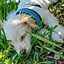 Summer Bokenhagen is registered to the contest to win money with this photo: puppy, dog, sleeping, grass, outdoor, white_fur, harness, pet, nature, closeup, canine, young_dog, resting, sunlight, greenery, animal, peaceful, summer, cute, fur