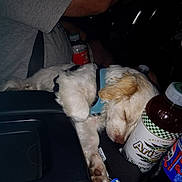 Summer Bokenhagen is registered to the contest to win money with this photo: dog, sleeping, car_interior, bottle, beverage, human_arm, seatbelt, gum, center_console, pet, white_dog, blue_harness, resting, paw, closeup, dark, travel, companion, relaxation, transportation