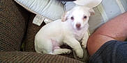 Summer Bokenhagen is registered to the contest to win money with this photo: puppy, dog, white, couch, cap, baseball_cap, arm, indoor, carpet, pillow, fabric, pet, small_dog, blurred, furniture, resting, cute, cozy, living_room, domestic