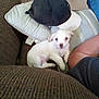 puppy, dog, white, couch, cap, baseball_cap, arm, indoor, carpet, pillow, fabric, pet, small_dog, blurred, furniture, resting, cute, cozy, living_room, domestic