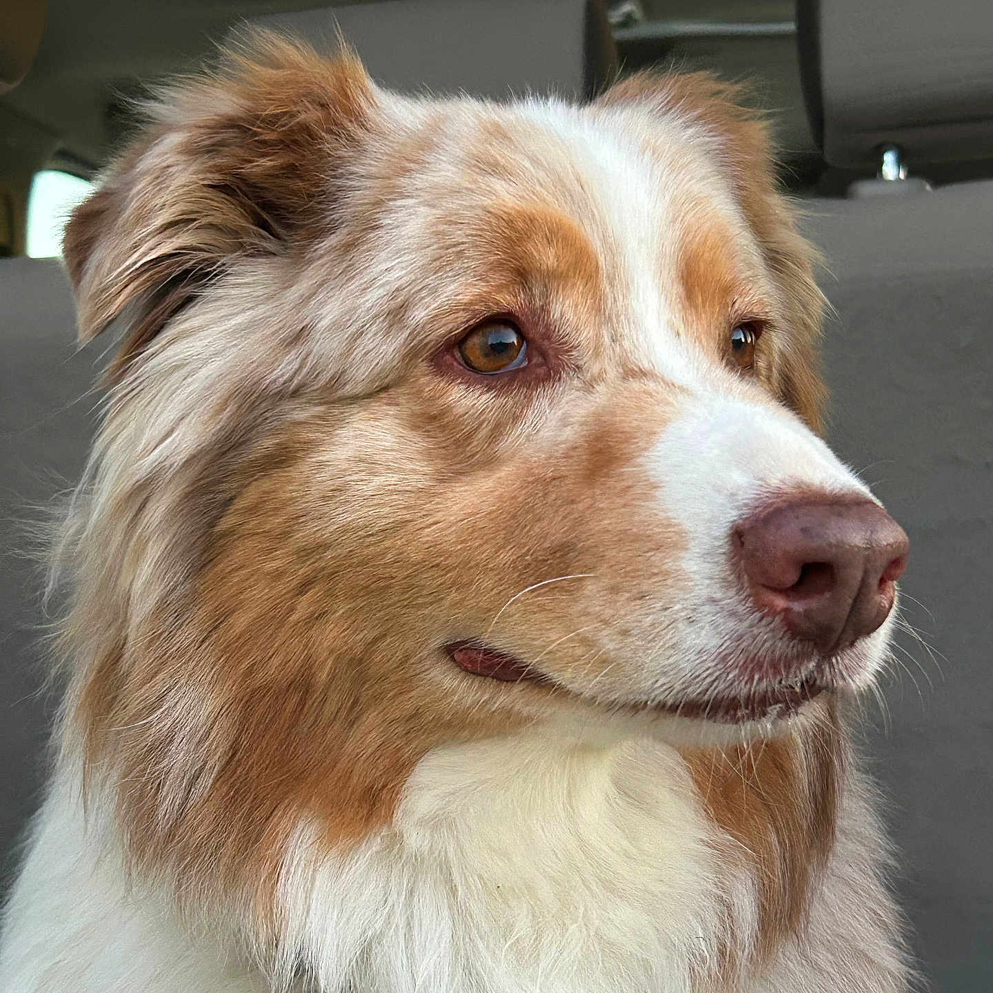 Nooga participe au concours pour gagner de l'argent avec cette photo : animal, australian_shepherd, brown, canine, car_interior, close_up, collar, dog, domestic_animal, ears, expression, fur, indoors, muzzle, pet, portrait, seat, side_view, whiskers, white