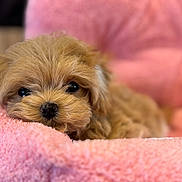 Belle participe au concours pour gagner de l'argent avec cette photo : puppy, dog, pet, cute, fluffy, bed, pink, soft, cozy, sleepy, fur, animal, closeup, resting, portrait, indoors, adorable, black_nose, eyes, cushion