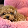 puppy, dog, pet, cute, fluffy, bed, pink, soft, cozy, sleepy, fur, animal, closeup, resting, portrait, indoors, adorable, black_nose, eyes, cushion