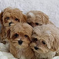 Maltipoo F. E.