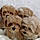 Maltipoo F. E.