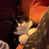 cat, tuxedo_cat, kitten, pet, animal, sleepy, cozy, blanket, bed, indoors, portrait, close_up, whiskers, pink_nose, white_paws, black_fur, white_fur, warm_lighting, relaxed, cuddly