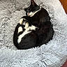 Choupette participe au concours pour gagner de l'argent avec cette photo : cat, tuxedo_cat, black_and_white, sleeping, curled_up, relaxed, cozy, fluffy_bed, pet_bed, fur, whiskers, ears, pink_nose, indoors, home, wooden_floor, portrait, closeup, resting, cute