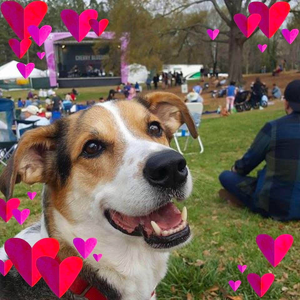 Deuce is registered to the contest to win money with this photo: canidae, carnivore, collar, companion_dog, dog, dog_breed, event, flower, fur, grass, leash, leisure, photograph, plant, snapshot, sporting_group, spring, tree, umbrella, whiskers